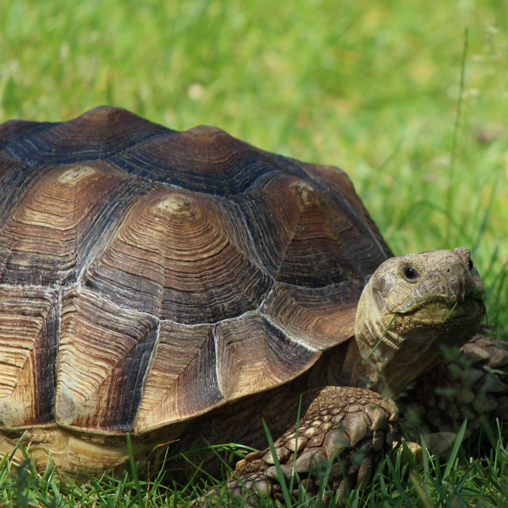 Reptiles and Amphibians