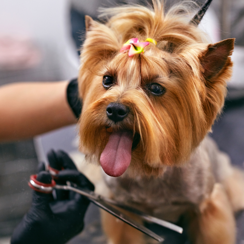 Pet Healthcare and Nutrition